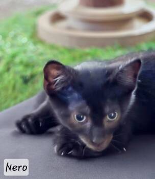 Domestic Short Hair Cats Available for Adoption in St. Augustine, Florida - Nero | PetCurious