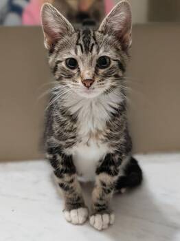 Timber -  Maine Coon Cat for Adoption in Lenexa, Kansas - Timber | PetCurious