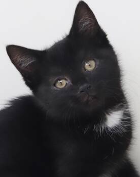 Bombay and Norwegian Forest Cat Cats Available for Adoption in Bedford Hills, New York - Trinity  Is A TEENY Tiny Treasure!  Snuggle Princess! | PetCurious