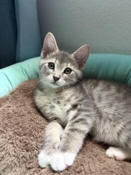 Aang -  Tabby and Domestic Short Hair Cat for Adoption in Dallas, Texas - Aang | PetCurious