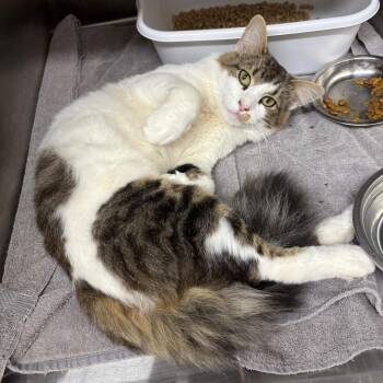 George -  Domestic Short Hair Cat for Adoption in Morganton, North Carolina - George | PetCurious