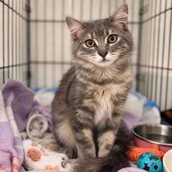 Little Foot -  Domestic Short Hair Cat for Adoption in Long Beach, California - Little Foot | PetCurious