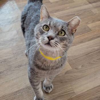 Rescue Domestic Short Hair Cats for Adoption in Brimfield, Massachusetts - Rambo | PetCurious