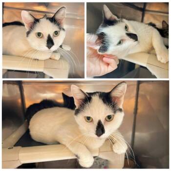 Pickles -  Domestic Short Hair Cat for Adoption in New York, New York - Pickles | PetCurious