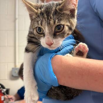 Rescue Domestic Short Hair Cats for Adoption in Ruckersville, Virginia - Cremini | PetCurious