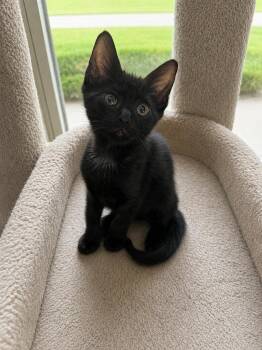 Poche -  American Shorthair Cat for Adoption in Paulina, Louisiana - Poche | PetCurious
