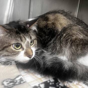Domestic Medium Hair Cats Available for Adoption in Tulsa, Oklahoma - Leo | PetCurious
