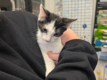 THUMPER -  Domestic Short Hair Cat for Adoption in Palo Alto, California - THUMPER | PetCurious