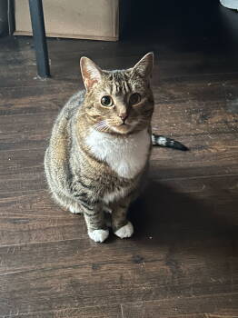 Rescue Domestic Short Hair Cats for Adoption in Breinigsville, Pennsylvania - Mittens* | PetCurious