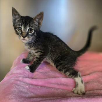 Bubbles -  Domestic Short Hair Cat for Adoption in Oakland, California - Bubbles | PetCurious