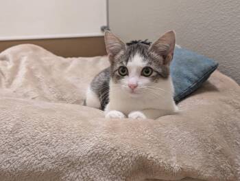 Stitch -  Domestic Short Hair Cat for Adoption in Madison, Wisconsin - Stitch | PetCurious
