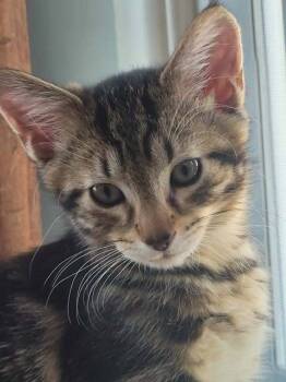 Rescue Domestic Short Hair Cats for Adoption in Chicago, Illinois - Bentley | PetCurious