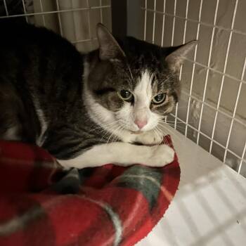 Domestic Short Hair Cats Available for Adoption - Scott | PetCurious