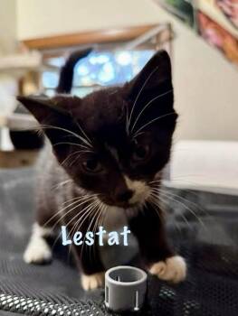 Rescue Domestic Short Hair and Domestic Long Hair Cats for Adoption in Chicopee, Massachusetts - Clarice, Otis, Lestat & Captain Spaulding | PetCurious