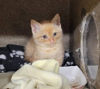 Domestic Short Hair Cats Available for Adoption in Anchorage, Alaska - JULIUS | PetCurious