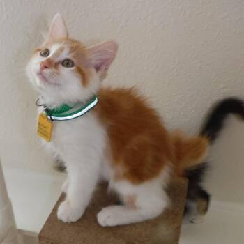 Michael - Precious Little Manx Mix -  Domestic Short Hair Cat for Adoption in Hoquiam, Washington - Michael - Precious Little Manx Mix | PetCurious