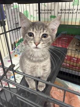 Armani (FCID# 07/07/2026 - 12 Middletown PS) DC -  Tabby Cat for Adoption in Greenville, Delaware - Armani (FCID# 07/07/2026 - 12 Middletown PS) DC | PetCurious