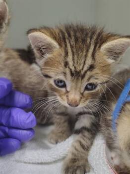 A138269 -  Domestic Short Hair Cat for Adoption in Palmetto, Florida - A138269 | PetCurious