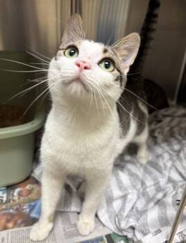 Rescue Domestic Short Hair Cats for Adoption in Virginia Beach, Virginia - 180579 Ellis | PetCurious