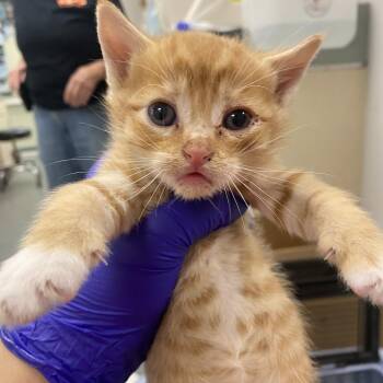 Scrunchie -  Domestic Short Hair Cat for Adoption in Westminster, California - Scrunchie | PetCurious