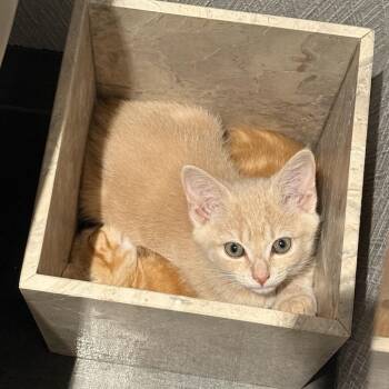 Maryann -  Domestic Short Hair Cat for Adoption in Fairfax Station, Virginia - Maryann | PetCurious