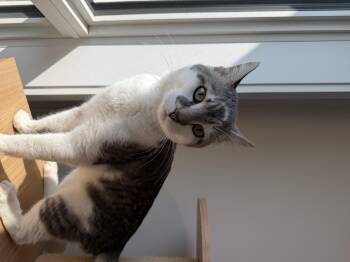 Tuna -  Domestic Short Hair Cat for Adoption in Steinbach, Manitoba - Tuna | PetCurious