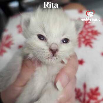 Here Come the Grannies:  Rita -  Domestic Medium Hair Cat for Adoption in Council Bluffs, Iowa - Here Come The Grannies:  Rita | PetCurious