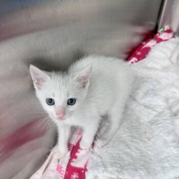 Coconut -  Domestic Short Hair Cat for Adoption in Jupiter, Florida - Coconut | PetCurious
