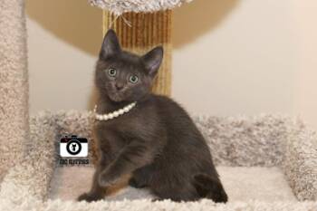 Solstice -  Domestic Short Hair Cat Available for Adoption in Overland Park, Kansas - Solstice | PetCurious