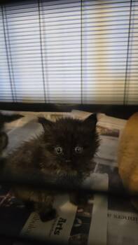 Cammy -  Domestic Long Hair Cat for Adoption in Pacifica, California - Cammy | PetCurious