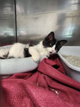 Tina -  Domestic Medium Hair Cat for Adoption in Virginia, Minnesota - Tina | PetCurious