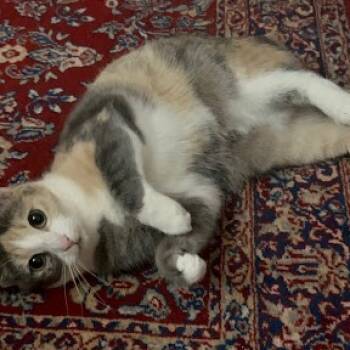 Rescue Domestic Short Hair Cats for Adoption in Greensboro, North Carolina - Luna | PetCurious