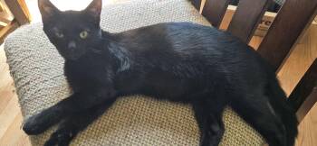 Rescue Domestic Short Hair Cats for Adoption in Fort Erie, Ontario - Gaston | PetCurious