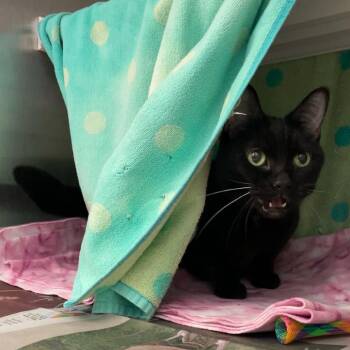 Domestic Short Hair Cats Available for Adoption - Andora | PetCurious