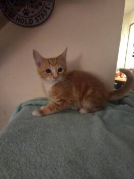 Tango -  Domestic Short Hair Cat for Adoption in Parkville, Maryland - Tango | PetCurious