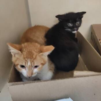 Atlantic -  Domestic Short Hair Cat for Adoption in Westminster, California - Atlantic | PetCurious