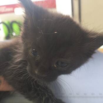 Domestic Short Hair Cats Available for Adoption in Moses Lake, Washington - Roscoe | PetCurious