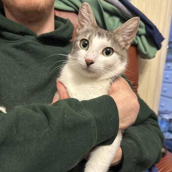 Palmer -  Domestic Short Hair Cat for Adoption in Grantsville, Utah - Palmer | PetCurious