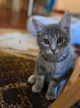 Gretl -  Domestic Short Hair Cat for Adoption in Cleveland, Ohio - Gretl | PetCurious