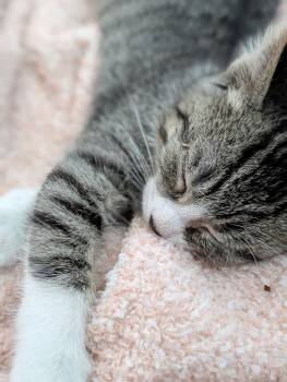 Enzo -  Domestic Short Hair Cat for Adoption in Kansas City, Missouri - Enzo | PetCurious