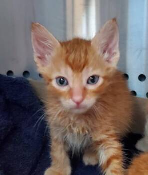 Jolli -  Domestic Short Hair Cat for Adoption in Kansas City, Missouri - Jolli | PetCurious