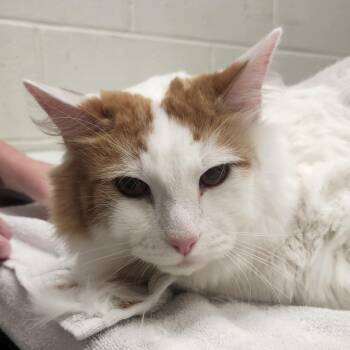 Dobby -  Domestic Medium Hair Cat for Adoption in Murray, Utah - Dobby | PetCurious