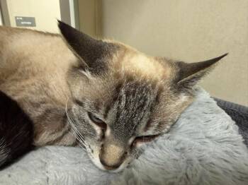 Domestic Short Hair Cats Available for Adoption in Christiansburg, Virginia - Pippi Longstocking *Sponsored Senior* | PetCurious