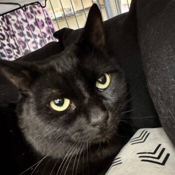 Bullwinkle -  Domestic Short Hair Cat for Adoption in Winchendon, Massachusetts - Bullwinkle | PetCurious