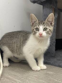 Rescue Domestic Medium Hair and Domestic Short Hair Cats for Adoption in Burlington, Wisconsin - Freddy Krueger | PetCurious