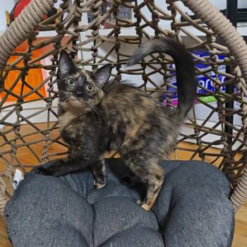 Banana Peel -  Domestic Short Hair Cat for Adoption in Jarrettsville, Maryland - Banana Peel | PetCurious