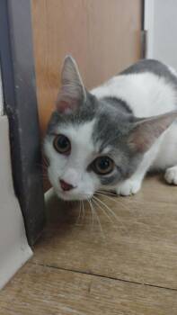 Linus -  Domestic Short Hair Cat for Adoption in Corpus Christi, Texas - Linus | PetCurious