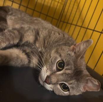 Eleanor -  Domestic Short Hair Cat for Adoption in Grand Rapids, Michigan - Eleanor | PetCurious