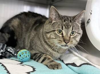 Domestic Short Hair Cats Available for Adoption in Ames, Iowa - OZZIE | PetCurious