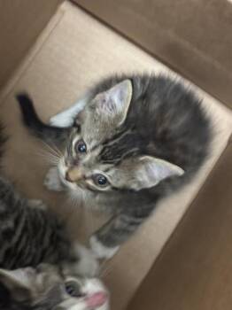 OCEAN -  Domestic Short Hair Cat for Adoption in Dallas, Texas - OCEAN | PetCurious